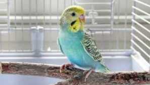 Ako sa kúpať parrot?